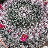 Mammillaria mystax atroflorens JLcoll.2525.jpg